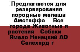 Предлагаются для резервирования породные малаши Амстаффа  - Все города Животные и растения » Собаки   . Ямало-Ненецкий АО,Салехард г.